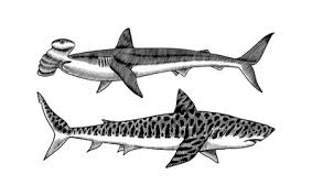 hammerhead shark great vector images