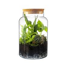 Glass Terrariums Plants You Can Get