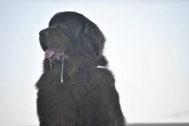 de drooling tips on removing dried dog