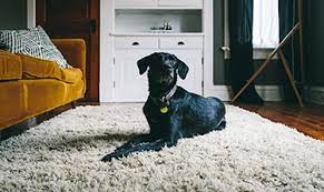 remove odors and pet smells from carpet