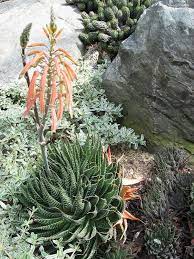 Department of agriculture plant hardiness zones 10 through 12 and doesn't tolerate cold temperatures. Aloe Aristata Lace Aloe Torch Plant 9cm Pots Tropical Rare Plants Hot Plant Company