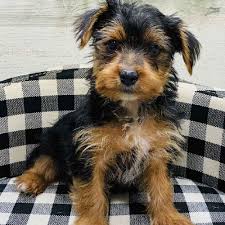 Easy to train and loving towards their owners. Information On Yorkie Puppies For Sale In Arkansas