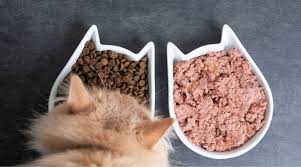 best cat food for maine s reviews