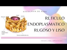 reticulo endoplásmico liso histología