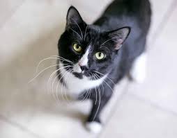 facts about tuxedo cats personality