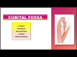 cubital fossa anatomy boundaries