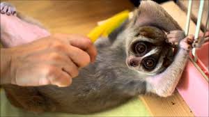 Image result for slow loris