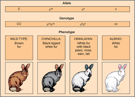 Chapter 10 dihybrid cross worksheet answer key | mychaume.com dihybrid punnett square solutions 1. A Chinchilla Rabbit Is Crossed With An Albino Rabbit What Are The Possible Phenotypes Of The Offspring A Chinchilla Himalayan Albino And Agouti B Chinchilla C Chinchilla And Himalayan D Chinchilla Himalayan
