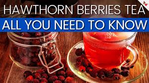hawthorn berry tea benefits