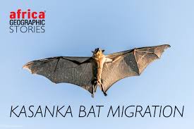 kasanka bat migration an astonishing