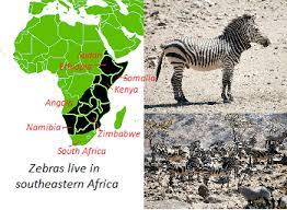 They are easy to identify, with a distinct, flat. Jungle Maps Map Of Africa Where Zebras Live