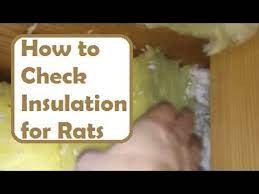 Check Your Attic Insulation For Rodents