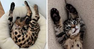 105 Cute Bengal Cats That Act Like Chilled-Out Leopards | Bored Panda