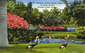 Golden Crested Cranes In Sunny Florida