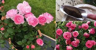 11 homemade rose fertilizer recipes for