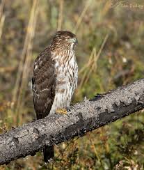 That is where i've learned most of my id knowledge. Cooper S Hawk An Unusually Tame Juvenile In The Mountains Feathered Photography
