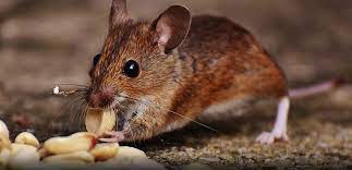 Pest Advice For Controlling Mice