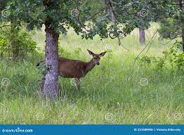 野外自然栖息地的小鹿库存照片. 图片包括有亚马逊, 森林, 逗人喜爱, 字段, 牧场地, 哺乳动物- 221089958