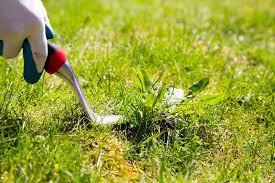 Controlling Weeds In Your Landscape