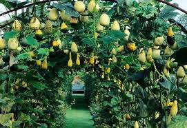 1,103 metal plant support stake products are offered for sale by suppliers on alibaba.com, of which other garden supplies accounts for 13%, other garden ornaments & water. Squash Tunnel This One Is Arched But You Can Make Them Square Too Garden Images Edible Landscaping Gourds