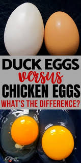 Duck Eggs Vs Chicken Eggs Whats The Difference