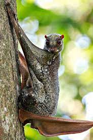 Although called a flying lemur, it cannot fly and is not a lemur. Flying Lemur Que Ves Me Parezco O Soy Cute Animals Rare Animals Unusual Animals
