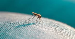 can a mosquito bite through clothing