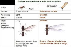 Images Of Termite Size Chart Www Industrious Info