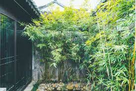 how to grow bamboo expert tips on