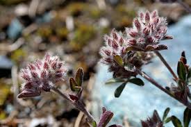 Trifolium saxatile (Rock Clover) - The Alpine Flora of Zermatt ...