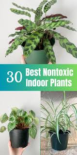 30 Best Nontoxic Indoor Plants In 2023