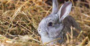 Understanding Rabbit Nutrition How To