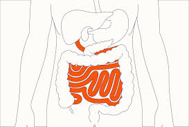 small intestine anatomy function and