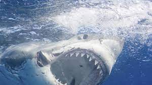 Great white sharks, facts and photos