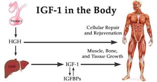 igf 1 vs hgh human growth hormone