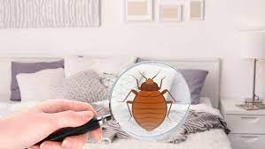bed bug prevention tips at home or