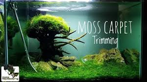 moss carpet growing without co2