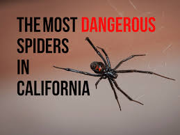 False black widow spiders are less harmful to humans than black widows, however, their bite can still be extremely painful. Most Dangerous Spiders In California Owlcation