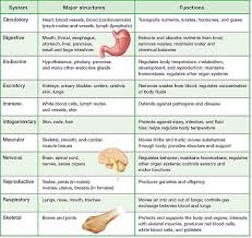 Body Systems Chart Body Organs Anatomy Organs Human Body