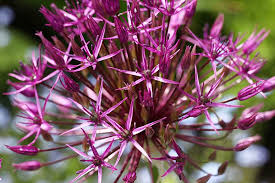 Ornamental onion is a bulbous perennial characterized by its showy pink flowers and its garlic onion fragrance. How To Grow And Care For Ornamental Alliums Gardener S Path