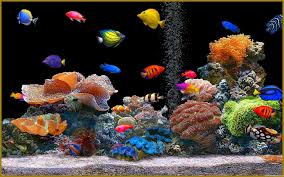 aquarium desktop wallpapers top free