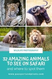 Now it is completely accessible for anyone who takes an interest in african safari animals. Top 32 African Safari Animals A Photo Guide Passport Pixels