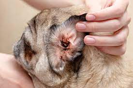 how to treat a dog ear infection at home