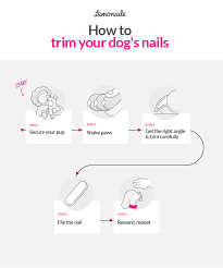 how to trim your dog s nails lemonade