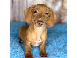 dachshund puppy red id 8654 located at