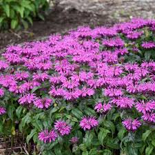 #flowers #perennial plants #daylily #wisconsin #zone 5 #gardening. 14 Purple Perennials Walters Gardens Inc