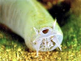 Image result for hagfish