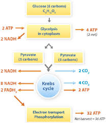 Cellular Respiration Study Guide Ck