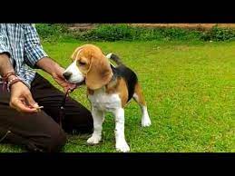 beagle puppies in faridabad
