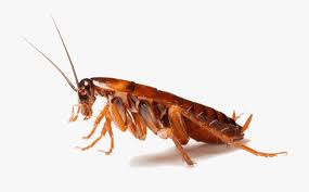 best insecticide for roaches cape flats